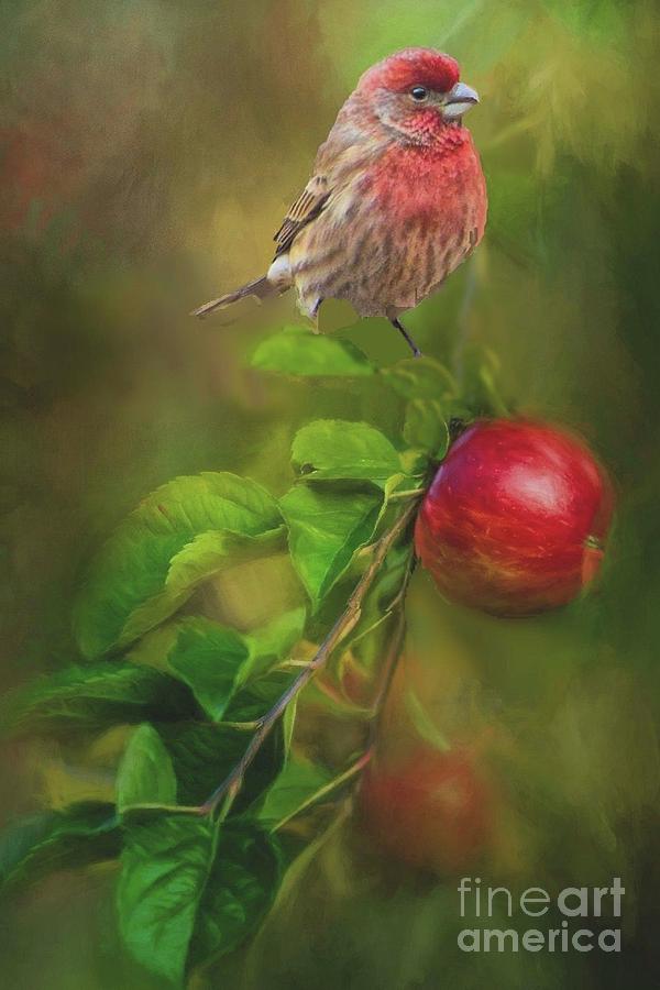 House Finch on Apple Branch 2 Photograph by Janette Boyd