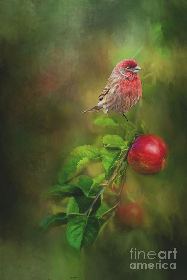 House Finch on Apple Branch Photograph by Janette Boyd