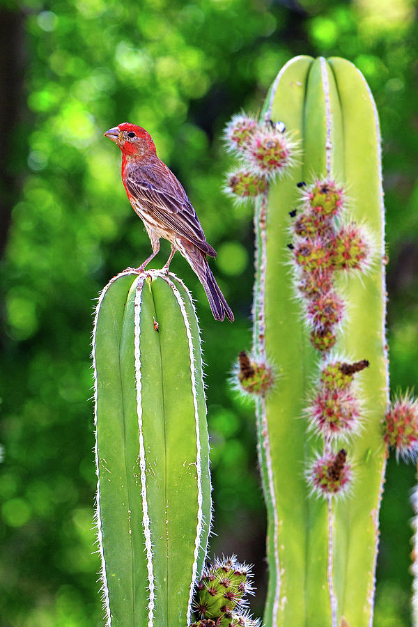 Nature Photograph - House Finch on Blooming Cactus by Good Focused