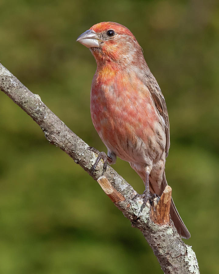 House Finch on Branch Photograph by Jerry Fornarotto