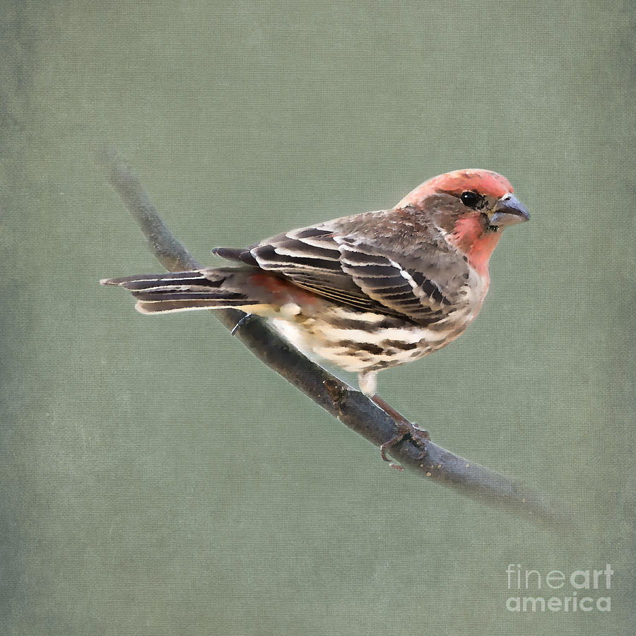 House Finch on Green Photograph by Betty LaRue