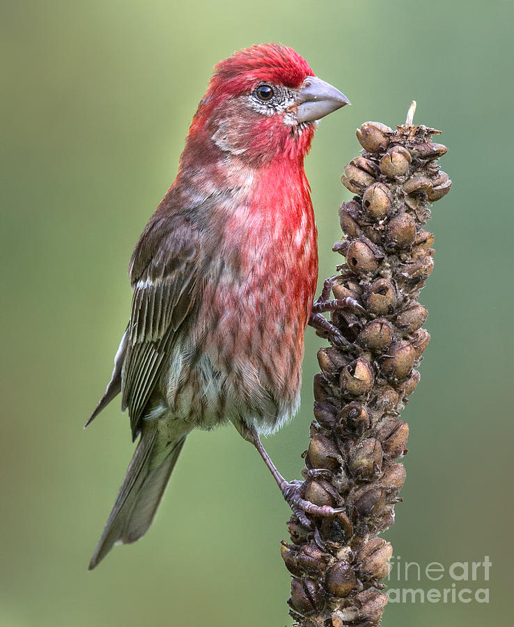 House Finch on Millet Photograph by Jerry Fornarotto