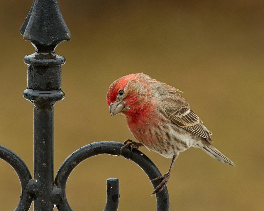 House Finch Perched Photograph by Brian Caldwell