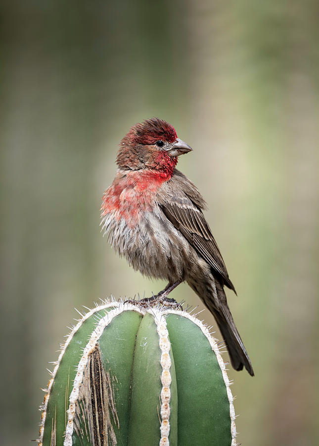 Finch Photograph - House Finch Perched on Cactus  by Saija Lehtonen