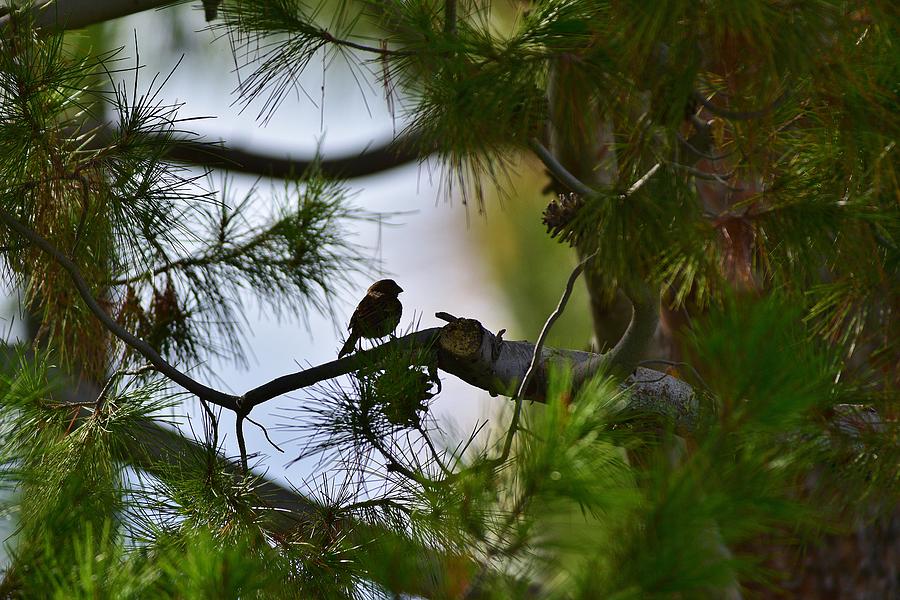 House Finch Silhouette I Photograph by Linda Brody