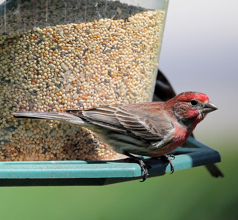 House Finch Photograph by Theresa Campbell