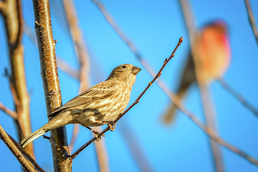 House Finch Tiny Bird Perched On A Tree Photograph by Alex Grichenko