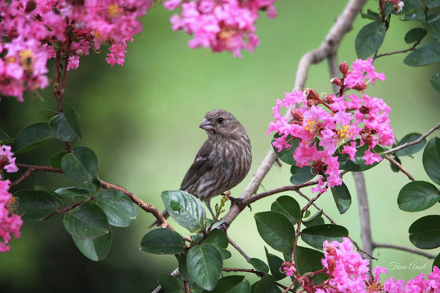 House Finch Photograph by Trina Ansel