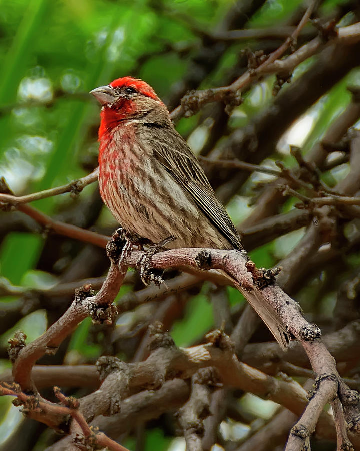 House Finch v1833 Photograph by Mark Myhaver