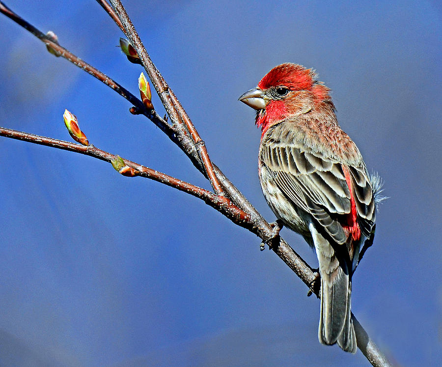 House Finch Welcomes Spring Painting by Rodney Campbell