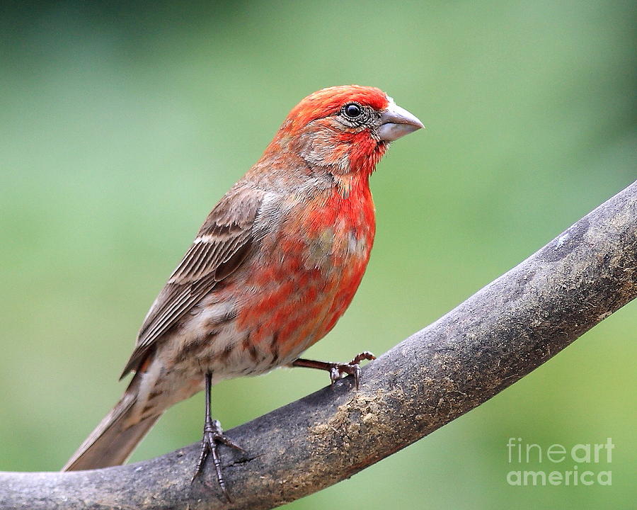 House Finch Photograph by Wingsdomain Art and Photography