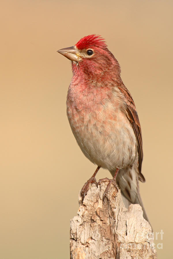 Finch Photograph - House Finch With Crest Askew by Max Allen