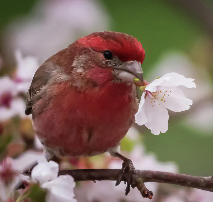 House Finch with Flower Square Photograph by Terry DeLuco