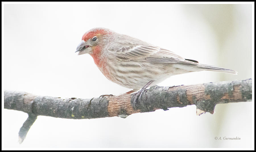 House Finch with Seed in Beak Photograph by A Macarthur Gurmankin