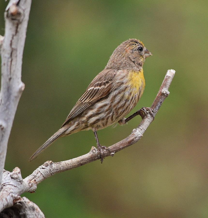 House Finch with Yellow Breast 1  Photograph by Linda Brody