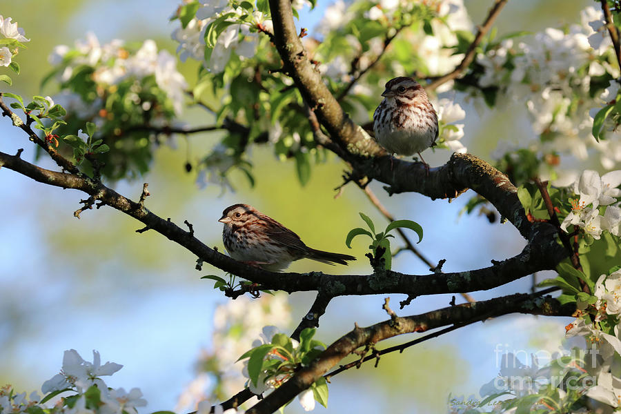 Animal Photograph - House Finches In Spring by Sandra Huston