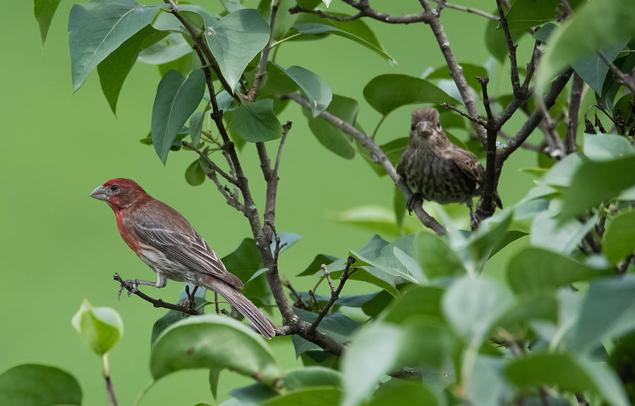 House Finches Photograph by Holden The Moment