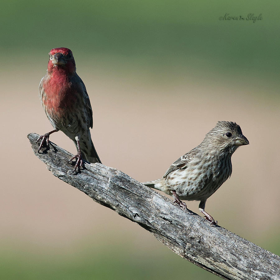 House Finches Photograph by Karen Slagle