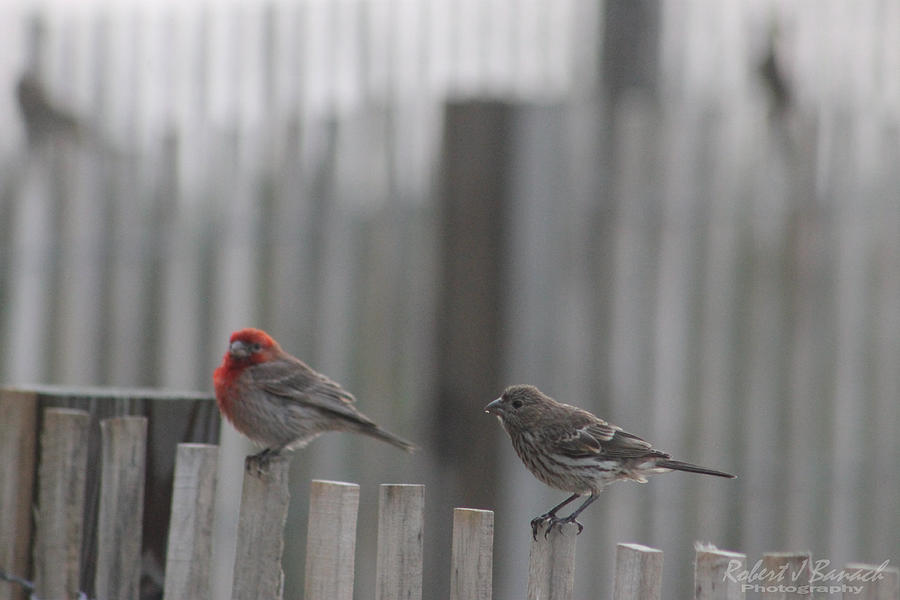 Animal Photograph - House Finches On The Fence by Robert Banach
