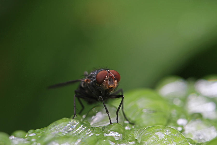 House Fly Photograph by Juergen Roth