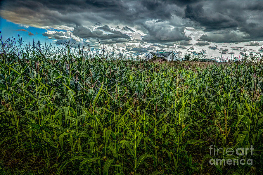 House in the Cornfield Photograph by Roger Monahan