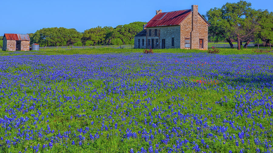 House Of Bluebonnets Photograph by Luis A Ramirez