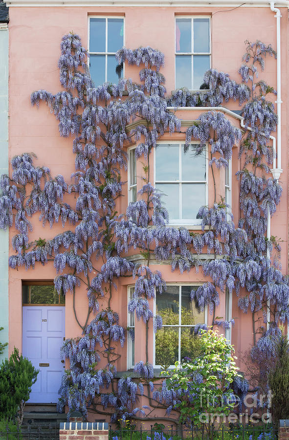 House of Wisteria Photograph by Tim Gainey