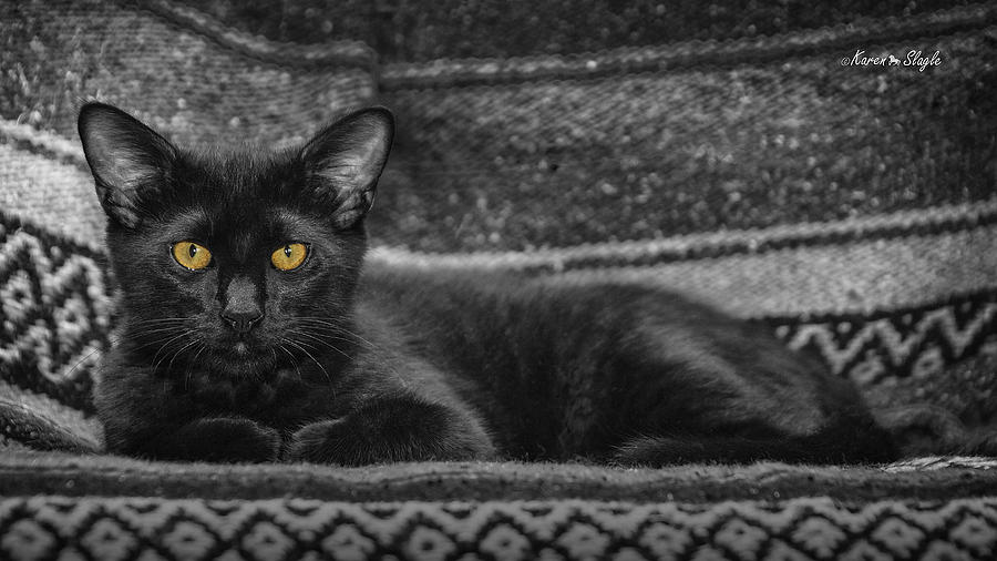 House Panther Photograph by Karen Slagle