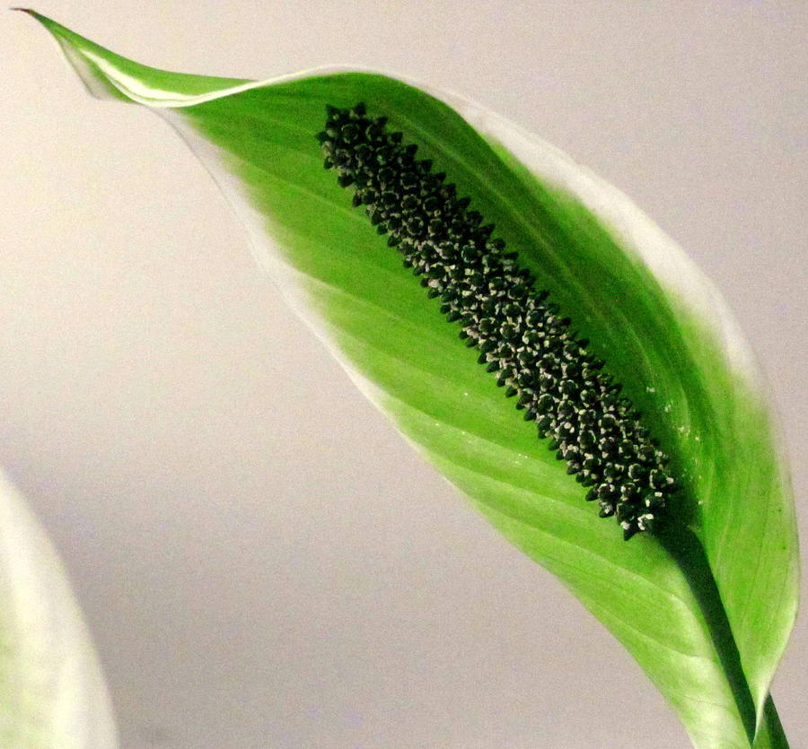 House plant leaf 1 Photograph by Douglas Pike