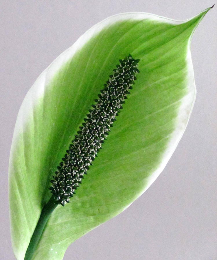 House plant leaf Photograph by Douglas Pike