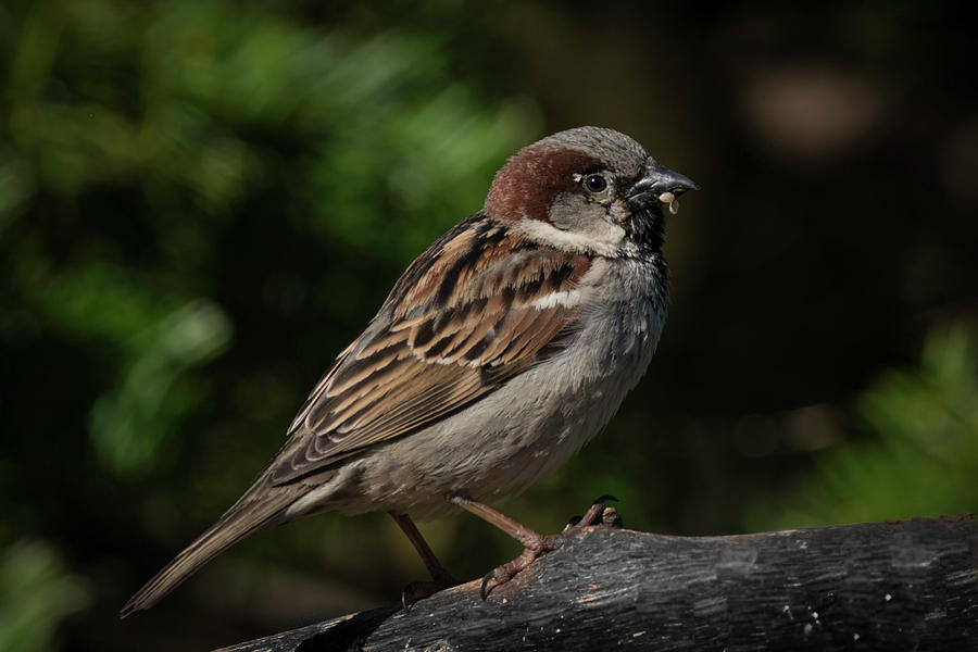 House Sparrow 2 Photograph by Kenneth Cole