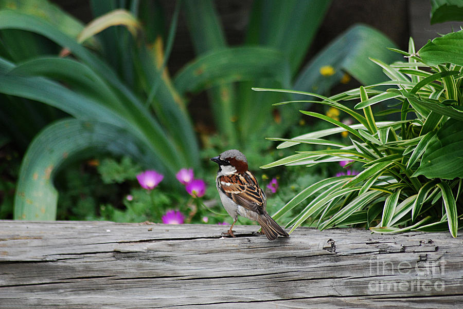 House Sparrow 20130521_79 Photograph by Tina Hopkins