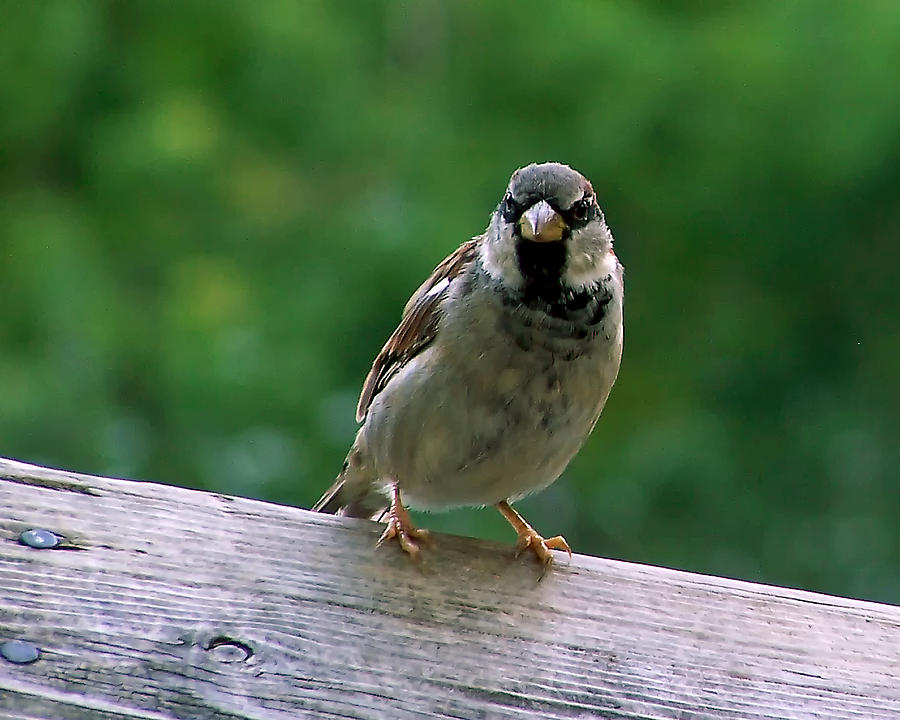 House Sparrow 78 Photograph by Gene Tatroe
