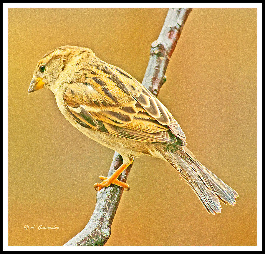 House Sparrow Photograph by A Macarthur Gurmankin