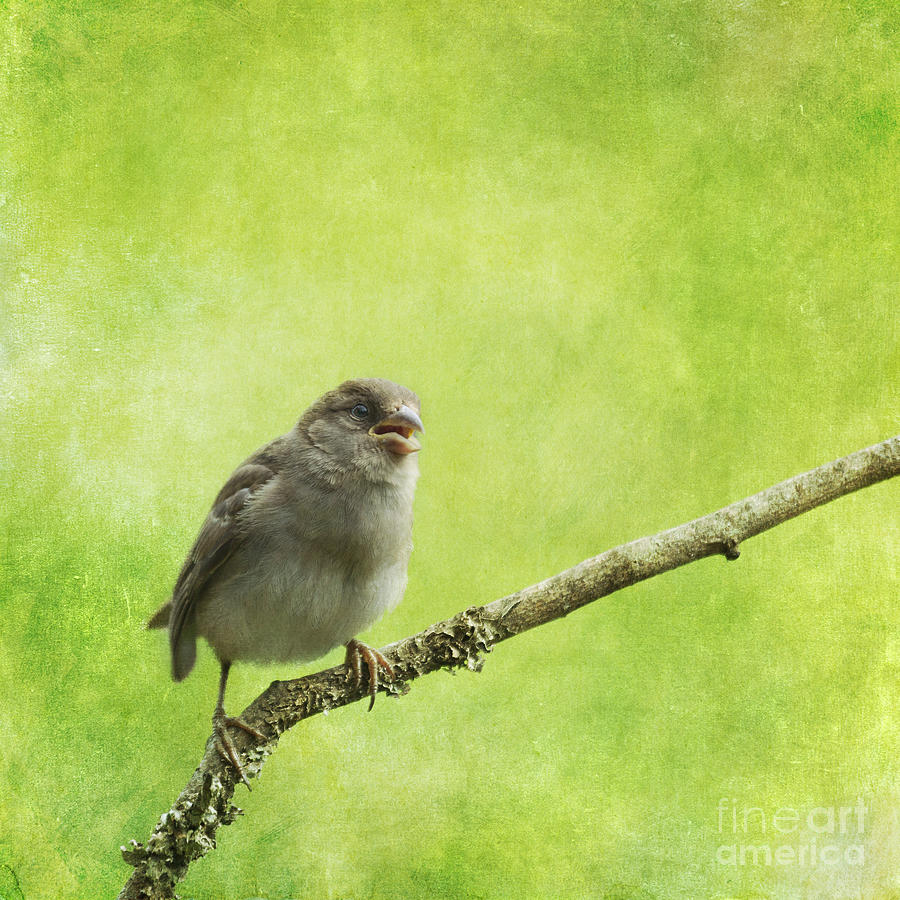 House Sparrow chick Photograph by Liz Leyden