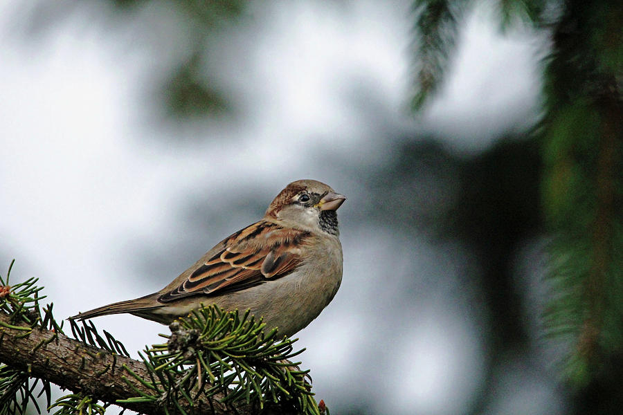 House Sparrow Photograph by Debbie Oppermann