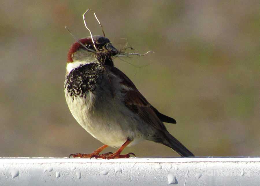 House Sparrow Photograph by Deborah Johnson