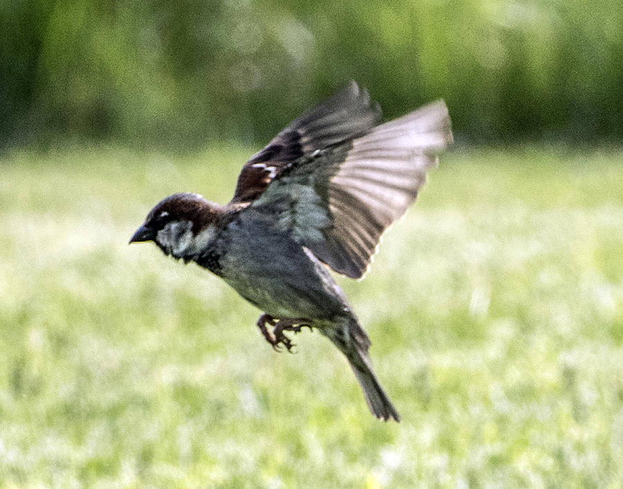 House Sparrow Flying Photograph by William Bitman