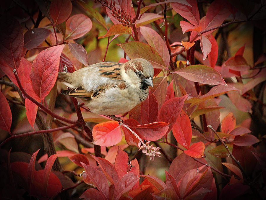 House Sparrow Photograph