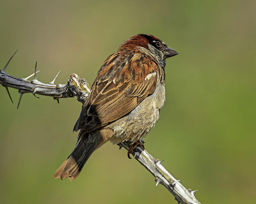 House Sparrow h1853 Photograph by Mark Myhaver