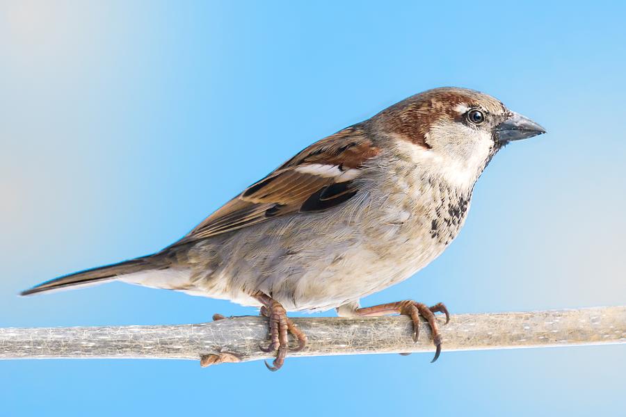 Sparrow Photograph - House Sparrow by Jim Hughes