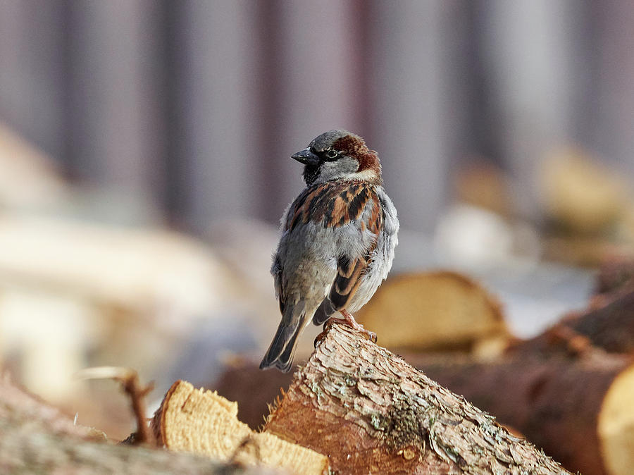 House sparrow Photograph by Jouko Lehto