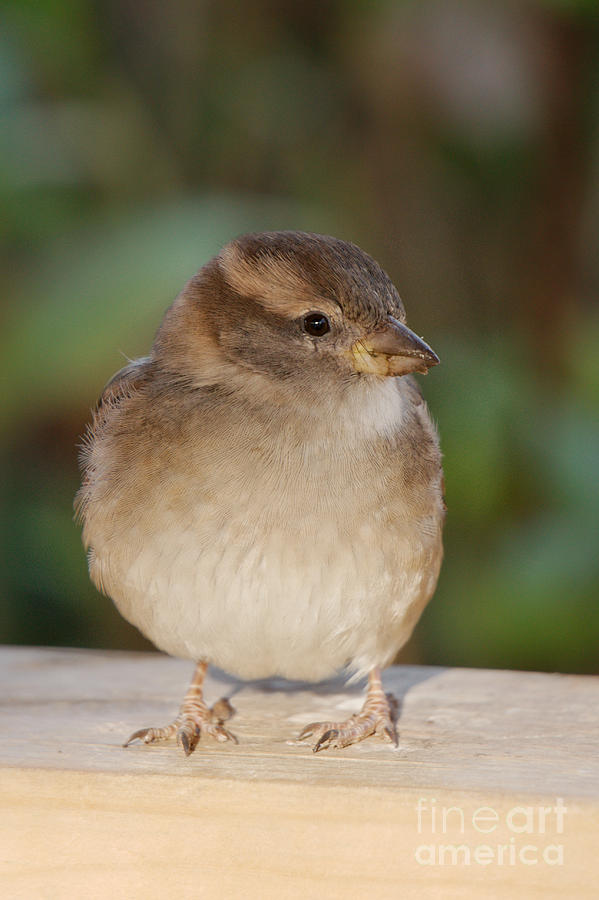 House Sparrow Juvenile Photograph