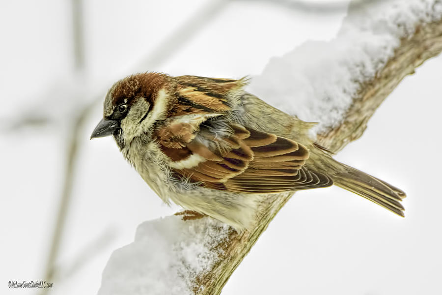 Animal Photograph - House Sparrow by LeeAnn McLaneGoetz McLaneGoetzStudioLLCcom