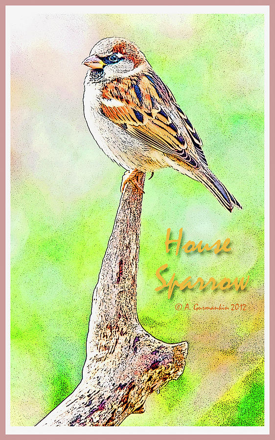 House Sparrow, Male Photograph by A Macarthur Gurmankin