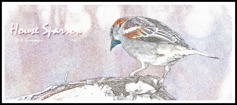 House Sparrow, Male, Digital Art Digital Art by A Macarthur Gurmankin