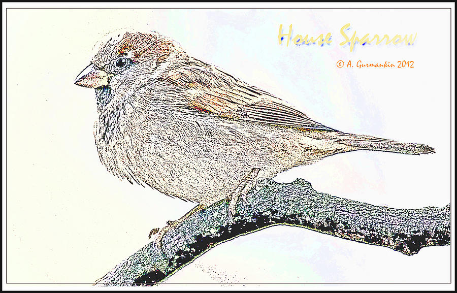House Sparrow, Male, Poster Image Digital Art by A Macarthur Gurmankin