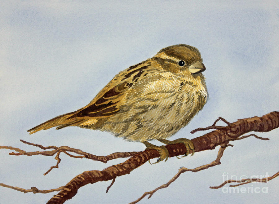 House Sparrow Painting by Norma Appleton