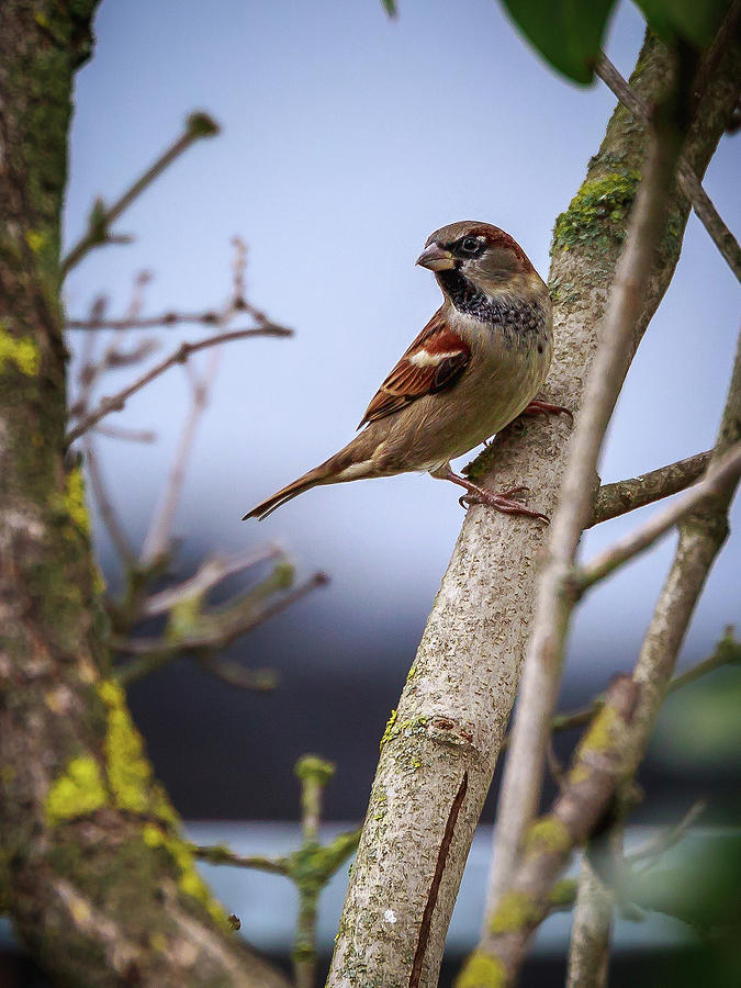 House Sparrow - Passer domesticus Photograph by Marc Braner