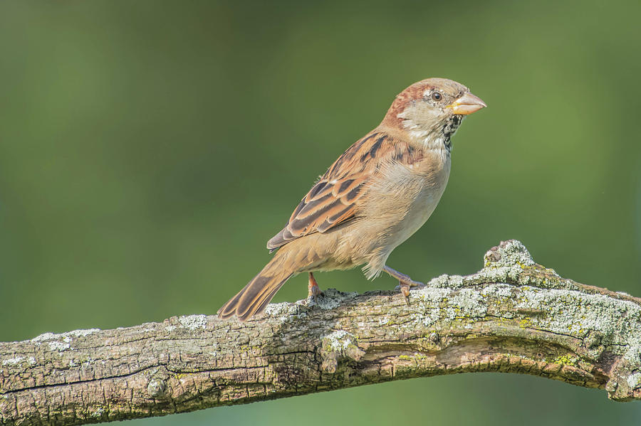 House Sparrow Portrait Photograph by Bruce Pritchett